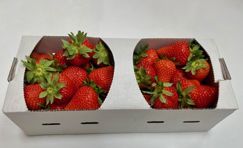 ŁUBIANKA TEKTUROWA 1 KG BIAŁA