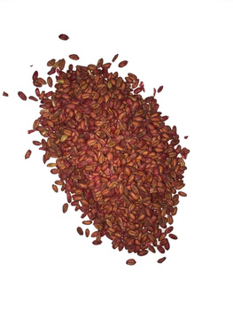 MURIBROM ZIARNO ZATRUTE 5KG