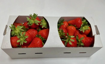 ŁUBIANKA TEKTUROWA 1 KG BIAŁA